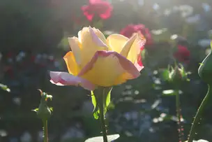 旧古河庭園221104ピース(1)_02