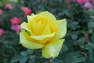 旧古河庭園221104ゴールデン・メダイヨン(1)_03