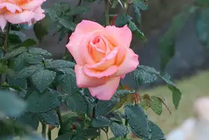 旧古河庭園221124フロージン’82(2)_02