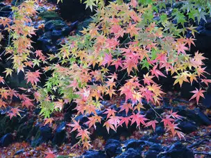 旧古河庭園221206黒ボク付近(8)_01