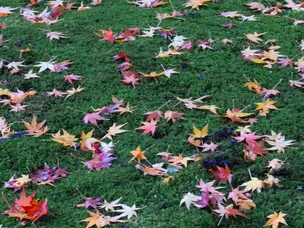 旧古河庭園221206苔の上の落葉(2)_02