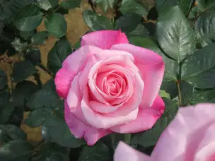 旧古河庭園220506桃香(3)_01