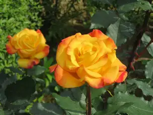 旧古河庭園220506リオ・サンバ(1)_02