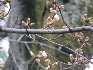 旧古河庭園230313ソメイヨシノ開花(5)_01