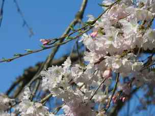 旧古河庭園230314シダレザクラ(26)_04