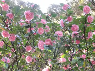 旧古河庭園230315オトメツバキ(7)_03
