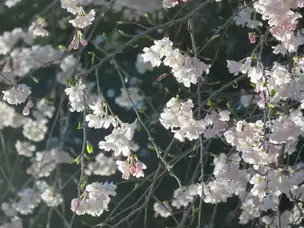 旧古河庭園230315シダレザクラ(5)_04