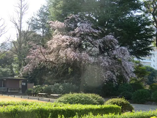 旧古河庭園230315シダレザクラ(1)_05