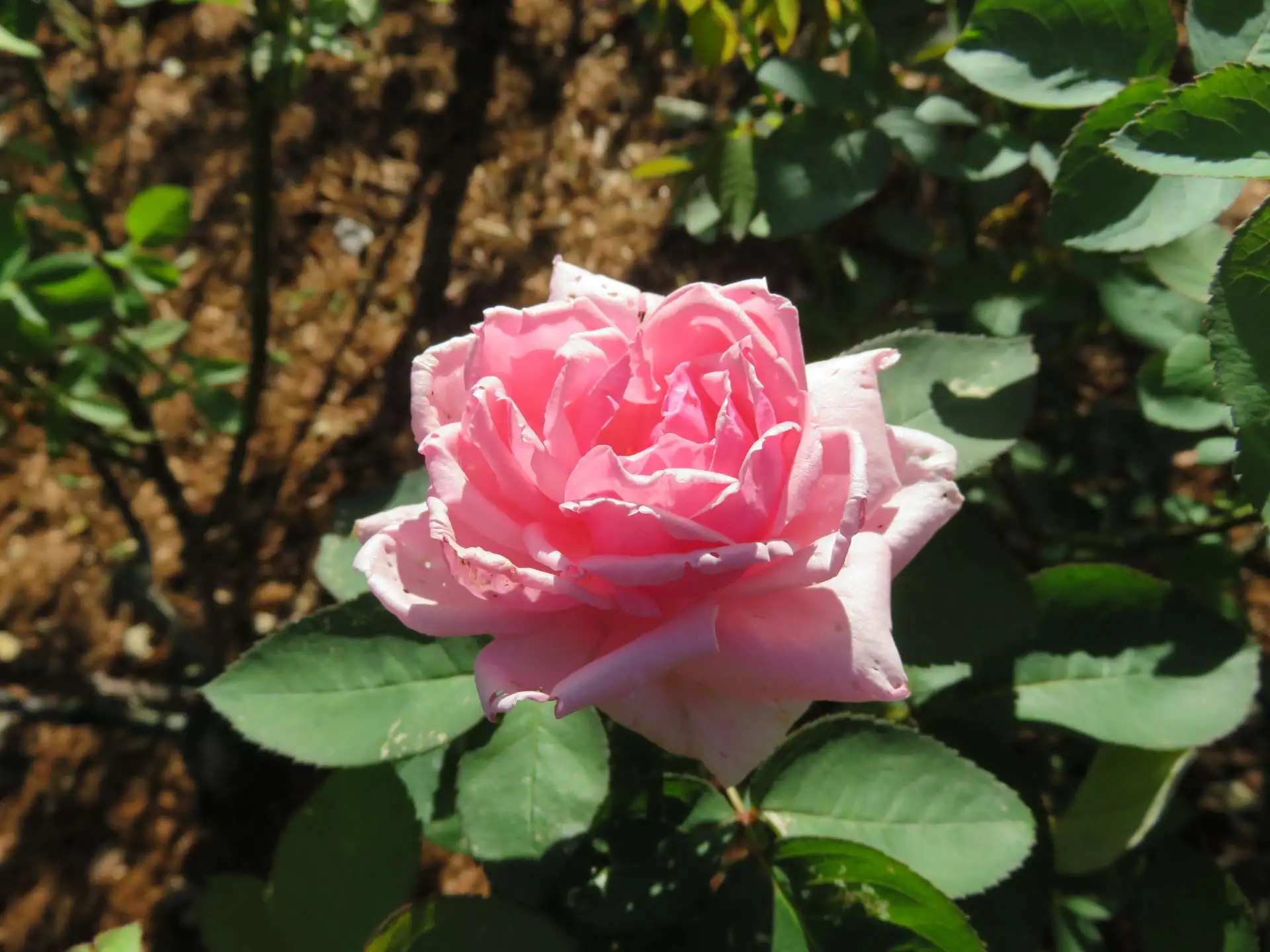 10月7日のバラの開花状況【17種類開花　秋バラ咲き始め】_01