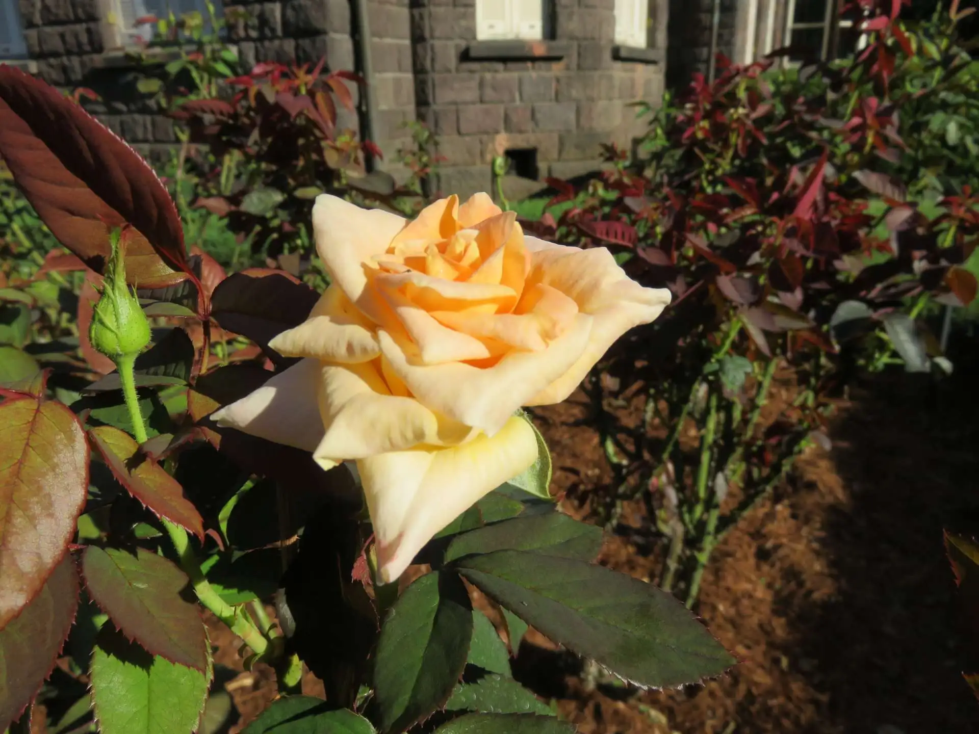 10月7日のバラの開花状況【17種類開花　秋バラ咲き始め】_02