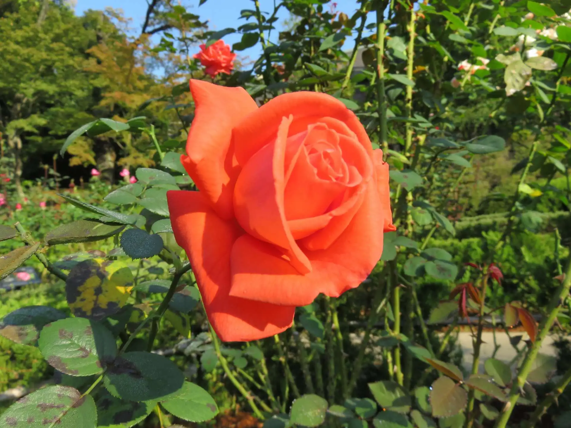 11月4日のバラの開花状況【バラ85種開花　秋バラが最盛期です】_01