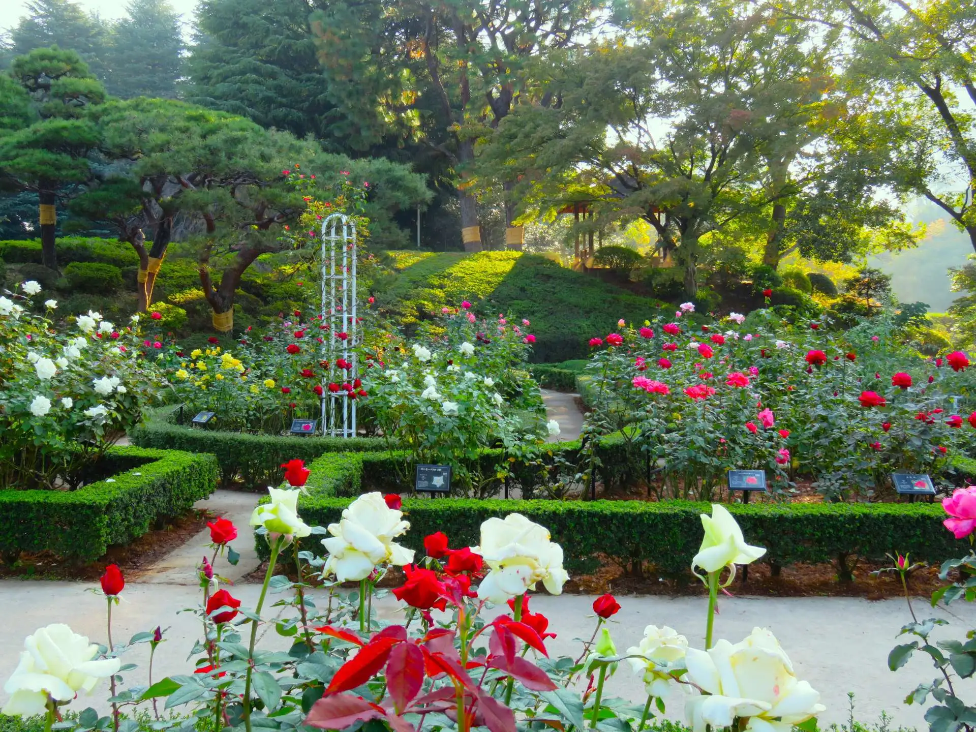 11月4日のバラの開花状況【バラ85種開花　秋バラが最盛期です】_03