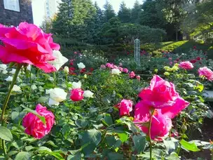 16日の紅葉・バラの状況【紅葉色づき始め、イチョウ黄葉一部見頃／バラ82種開花で見頃】_03