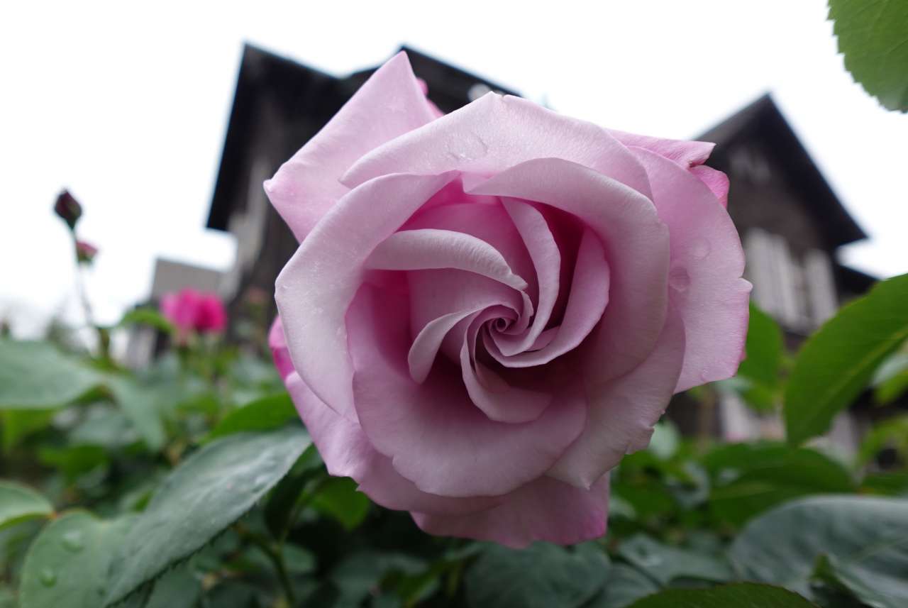 4月30日 バラの開花状況【バラ43種類開花🌹「春のバラフェスティバル