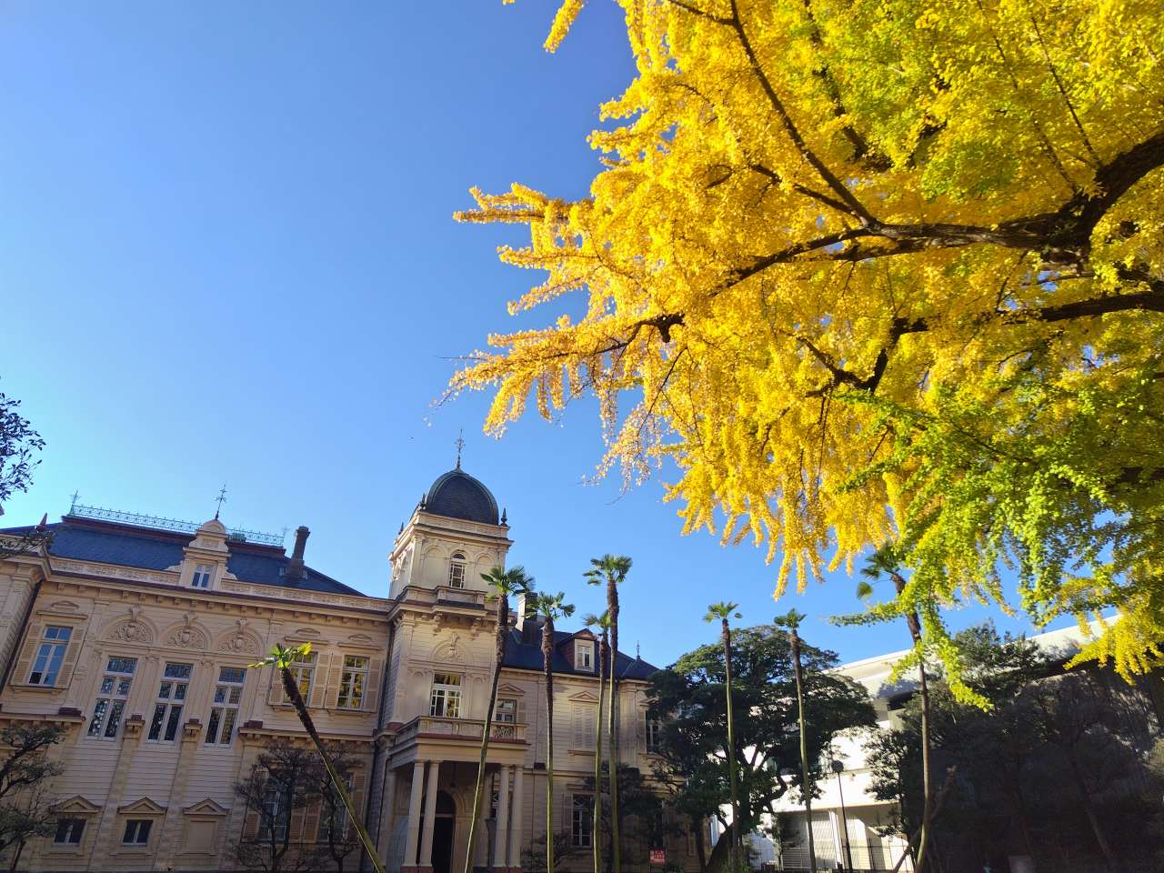 旧岩崎邸庭園241128洋館と大イチョウ(1) 