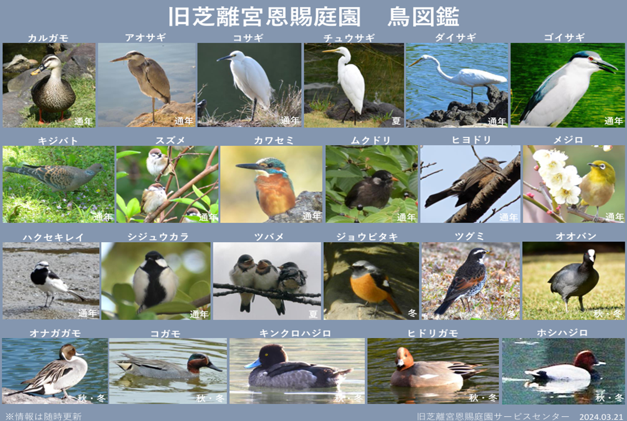 鳥図鑑サムネ