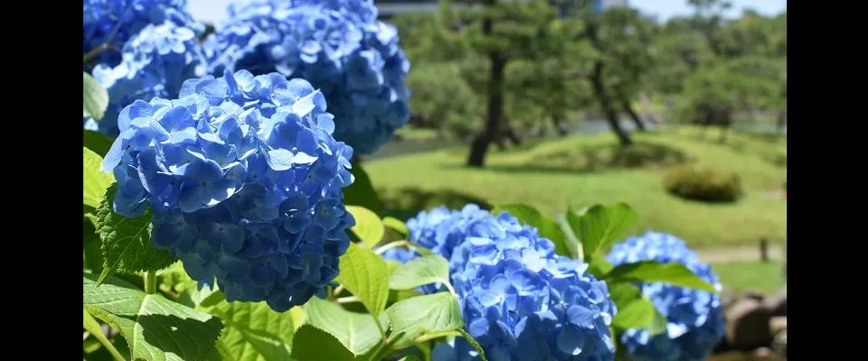 紫陽花