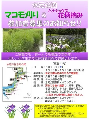 マコモ刈り・花柄摘み募集ポスター(案)_01