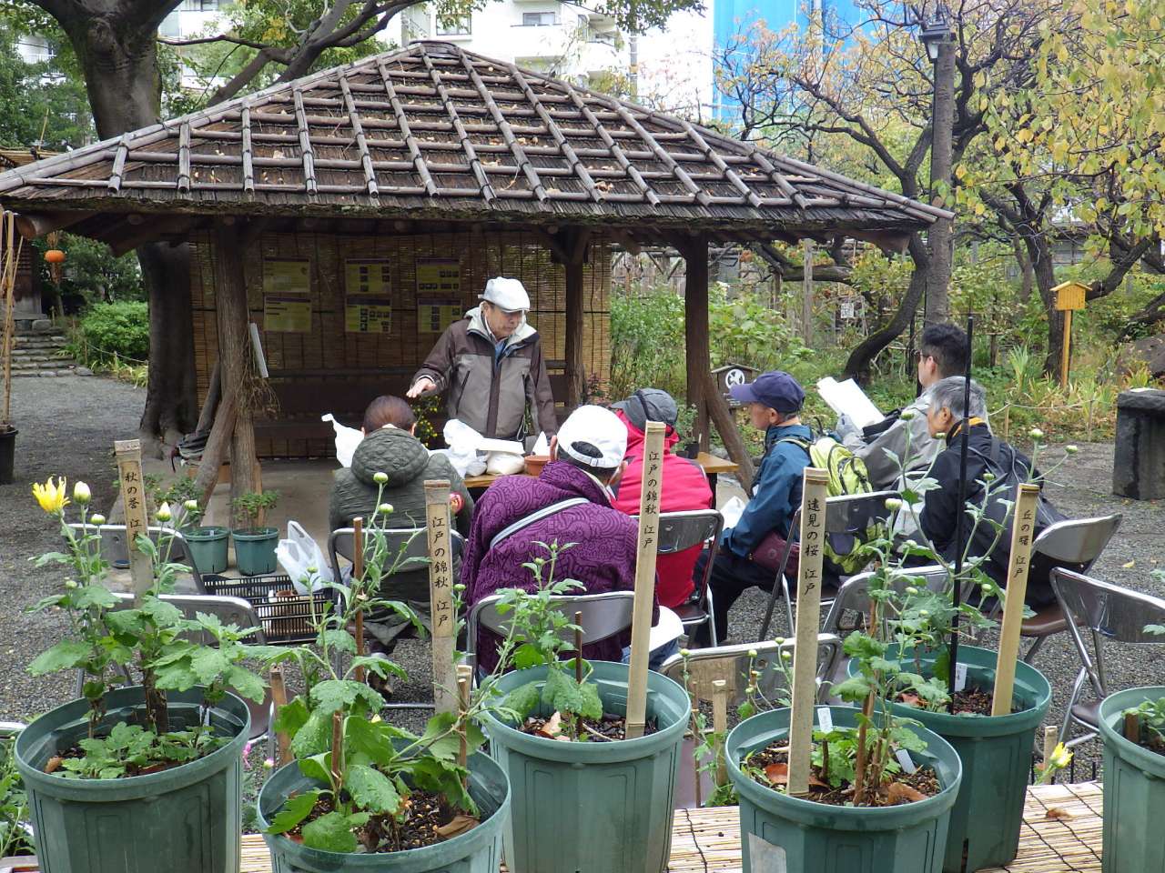 向島百花園231112菊の育て方教室 (43)