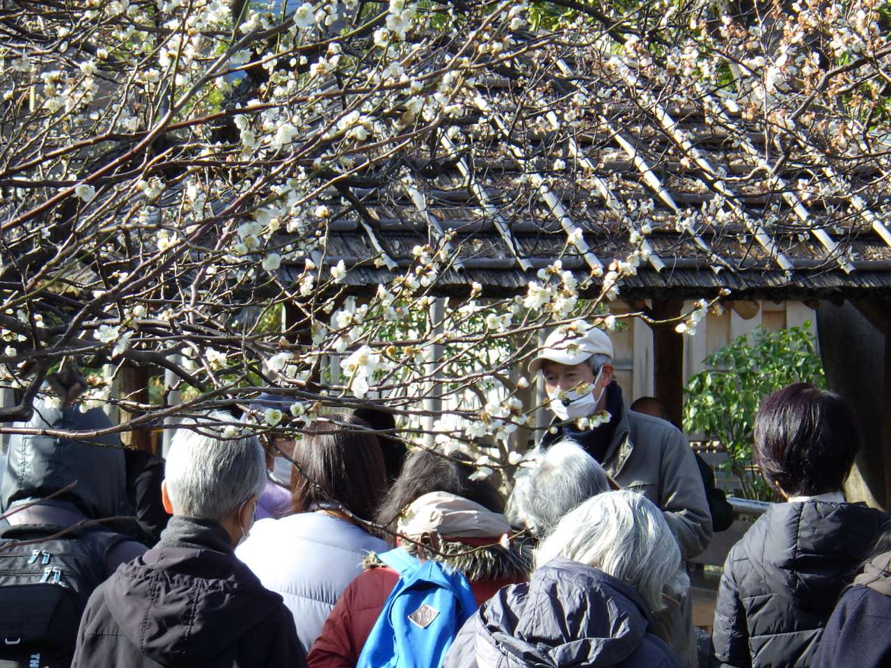 向島百花園240224野草ウオッチング (35)