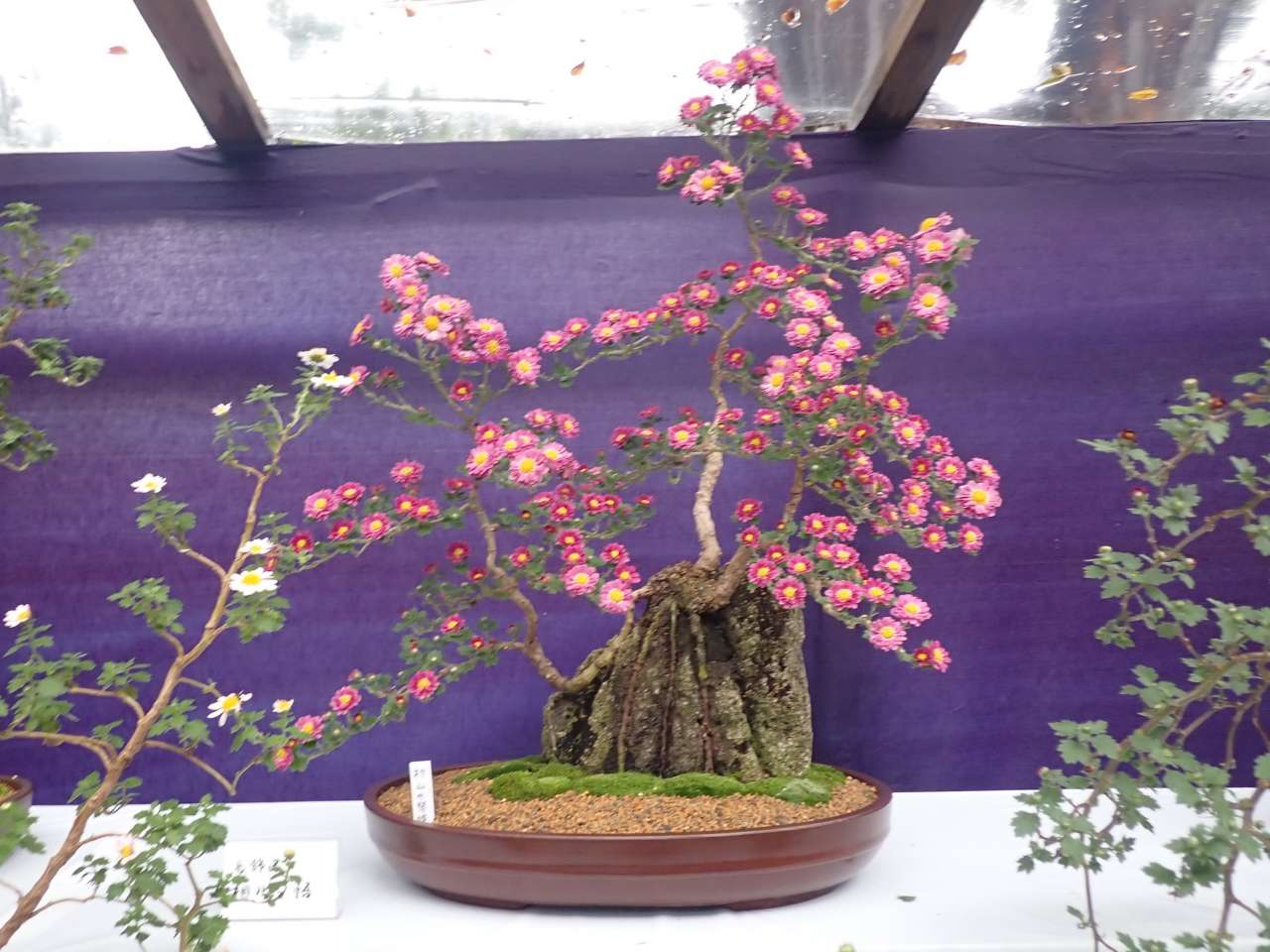 向島百花園241105菊の展示 (23)
