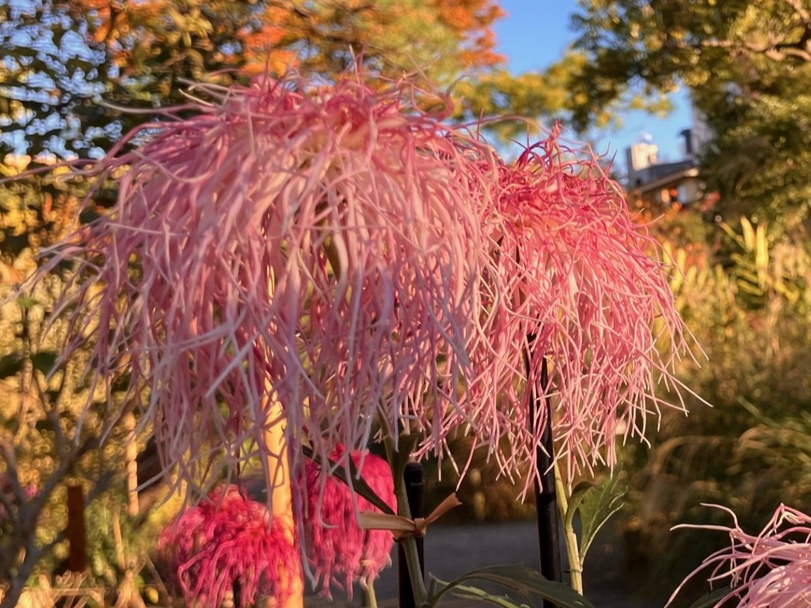向島百花園241120古典菊