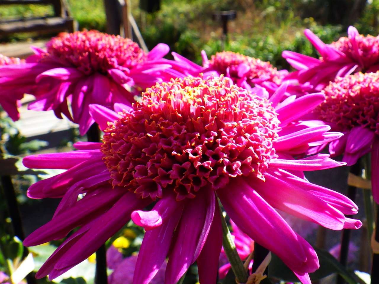 向島百花園241129古典菊丁子菊 (1)