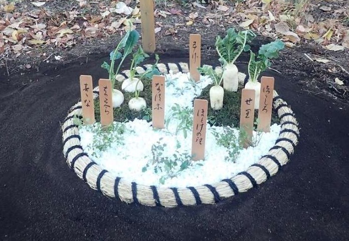 向島百花園241222地植え七草作成 (5)