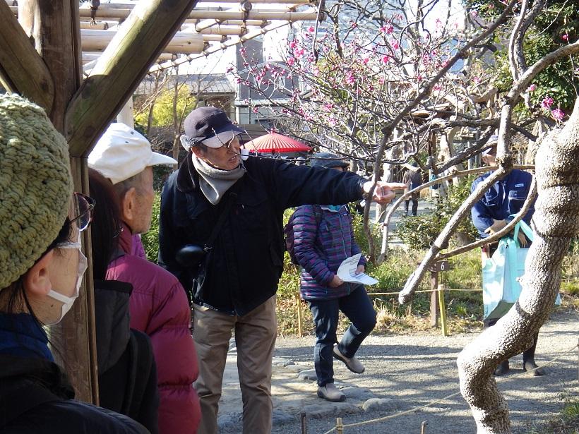 向島百花園250215野草ウォッチング (8)