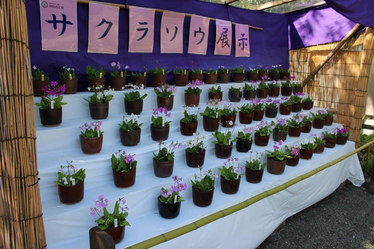 向島百花園250414サクラソウ展示 (3)