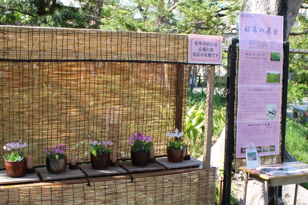 向島百花園250414サクラソウ展示 (4)