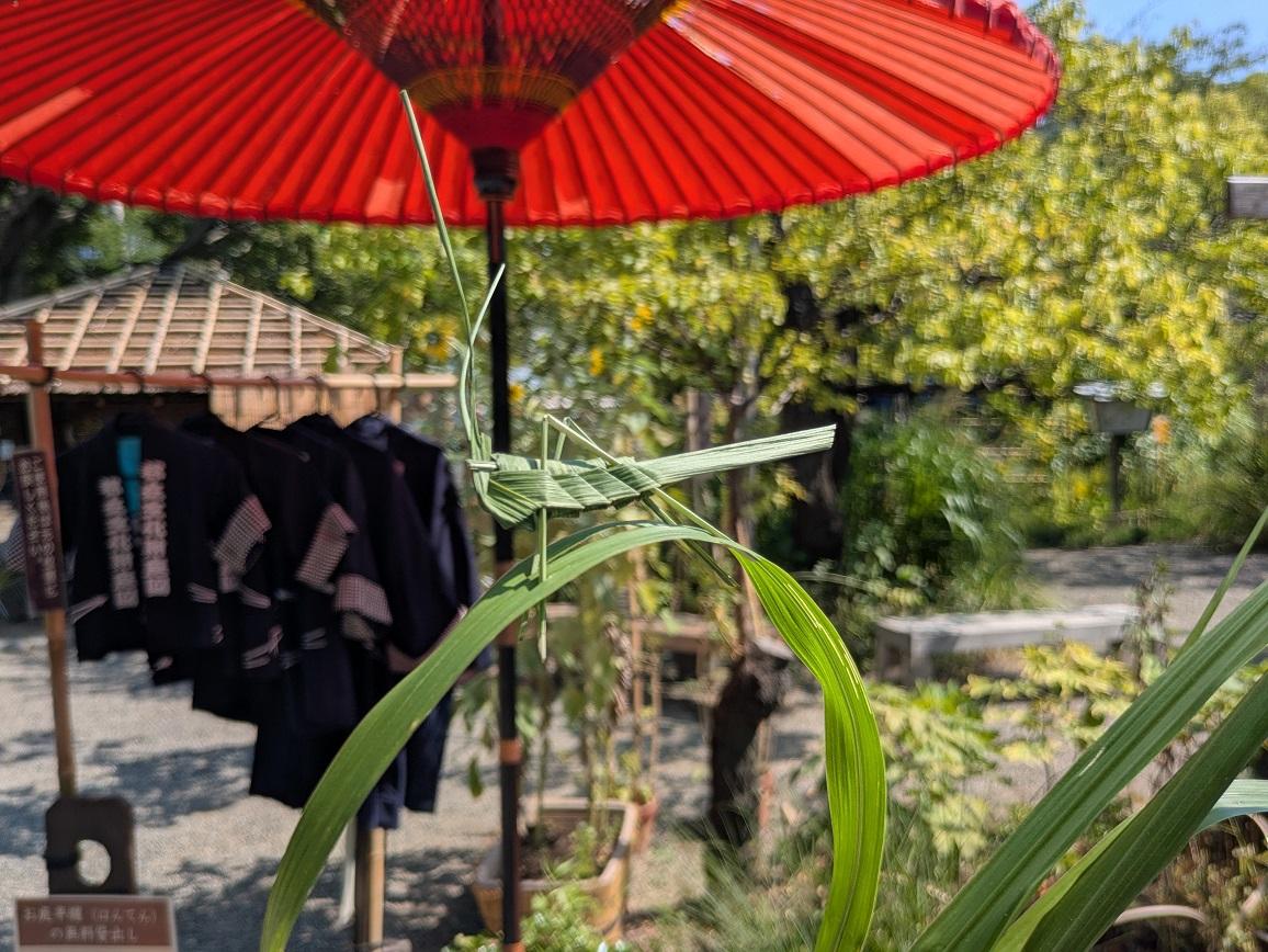 向島百花園250830虫ききの会　虫細工教室  (6)