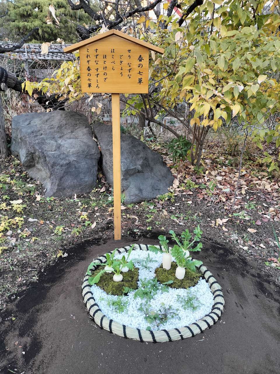 地植え七草