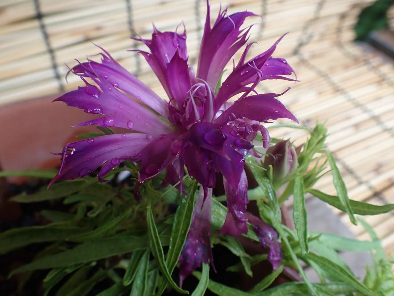 20240831黄鶏足柳葉紅撫子采咲牡丹 (3)