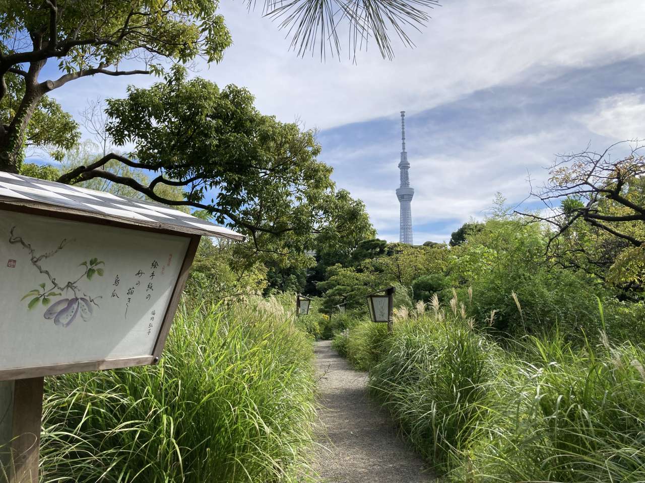 230901秋の七草 ススキ