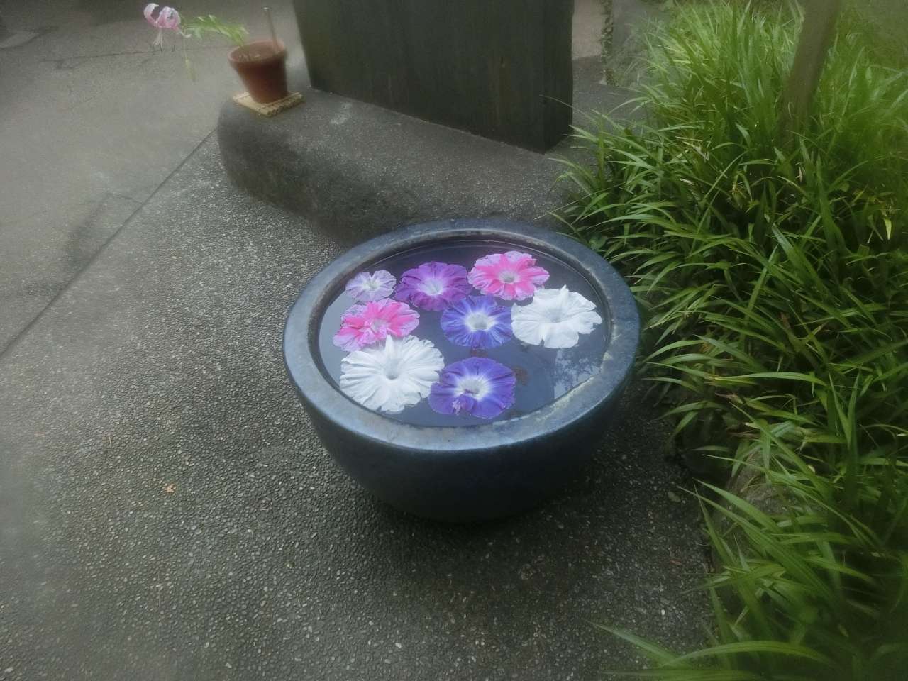 水鉢に浮かぶ大輪朝顔