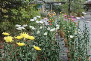 「菊が彩る江戸花屋敷」開催のお知らせ_01