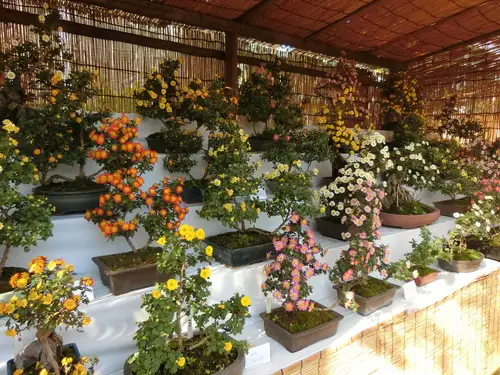 「菊が彩る江戸花屋敷」開催のお知らせ_05