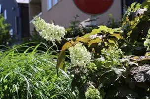 武蔵野中央公園210523カシワバアジサイ (1)_02