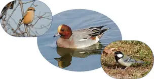 野鳥ラリー挿入画像_01