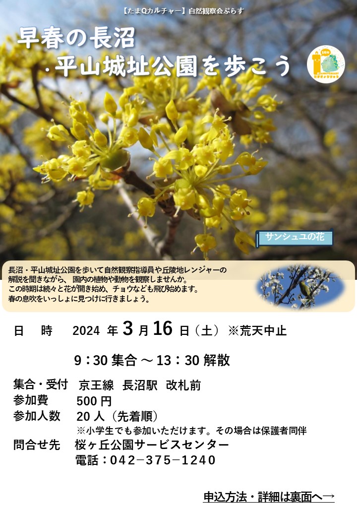 ★校了★240303修正チラシ・ポスター 【たまQカルチャー】自然観察会ぷらす  長沼＋平山城址（エリア追記）