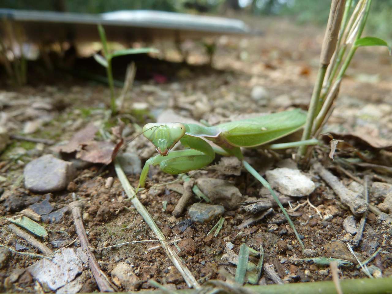 ハラビロカマキリ111012長沼公園 (1)