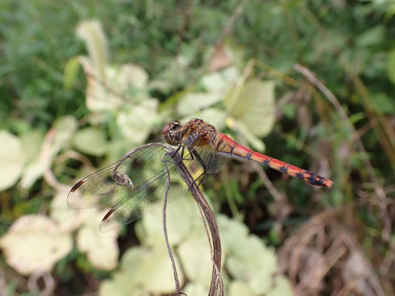 長沼公園231002 アキアカネ？_赤道(84)