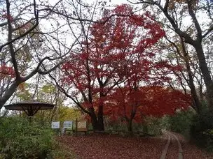 211111長沼公園紅葉_01
