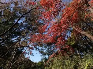 221118紅葉の長平 (1)_02