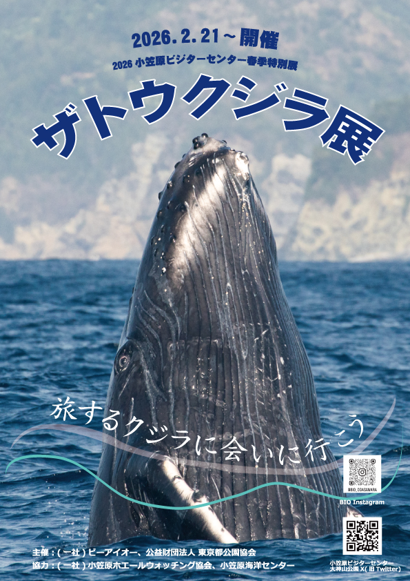 15_クジラ展ポスター