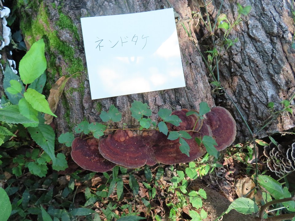 小山内裏公園241013ネンドタケ