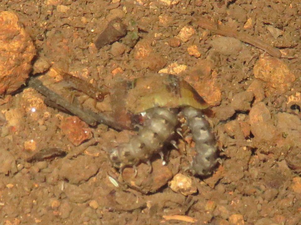 小山内裏公園180609ゲンジボタル幼虫津島谷戸水路下流部 (1)
