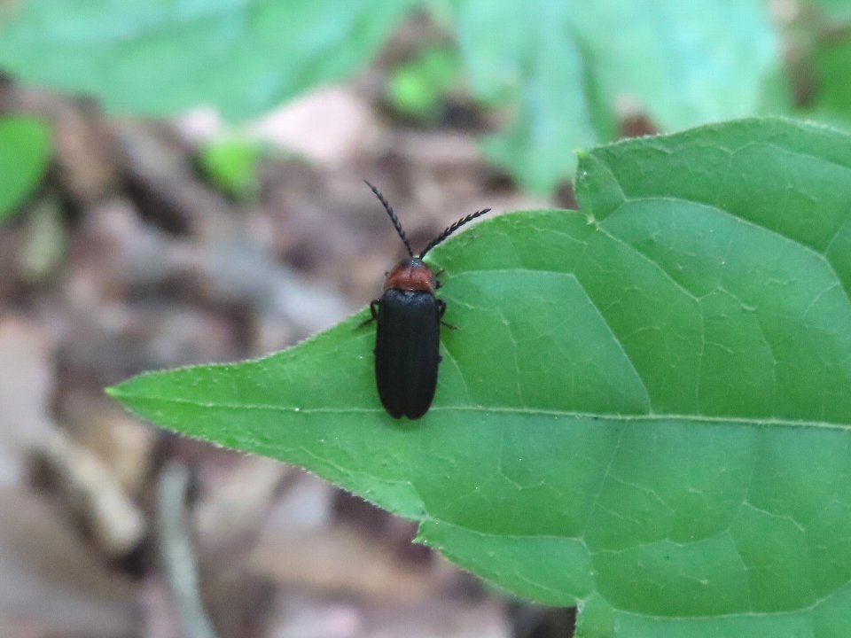 小山内裏公園220603ムネクリイロボタル