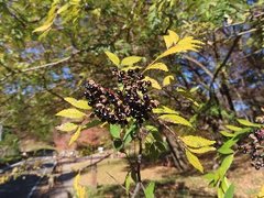 小山内裏公園231204イヌザンショウ (1)-thumb-240xauto-110094